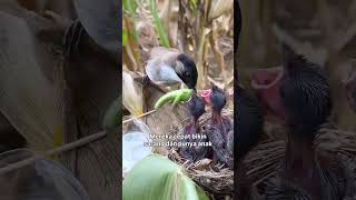 Burung Kutilang #amazing #faktaunik #birds