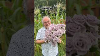 Menyoroti mawar Shocking Blue. Mawar lavender yang cocok untuk segala suasana. #florist #mawar