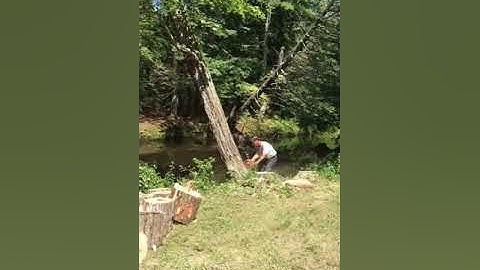 Spot Pond Tree Service: Dropping A Swamp Maple Tree in Moultonborough, NH