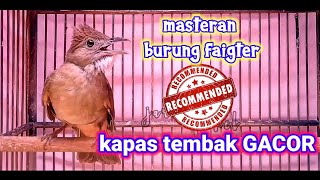 Masteran Kapas Tembak Ngepik Suara Kasar