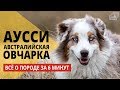 Забавная Аусси / Породы собак // Beautiful Australian shepherd Aussie / Dog breeds