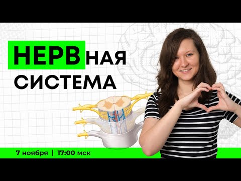 Видео: ВСЯ НЕРВНАЯ СИСТЕМА | ЕГЭ