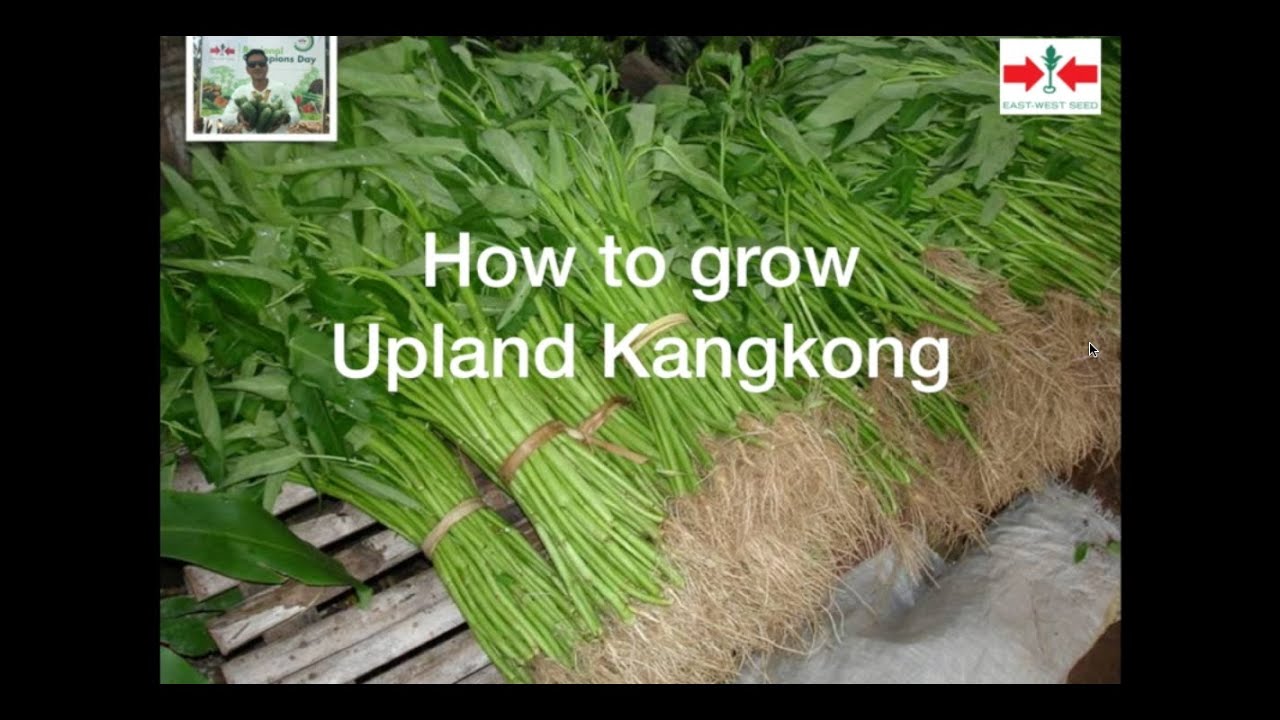 How to Grow Clean KangKong. A simple guide for gardening during CoVid