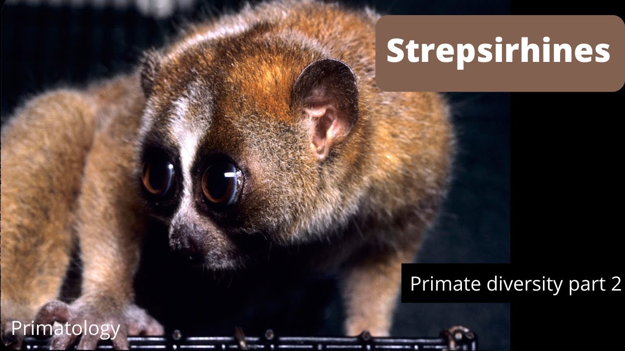 Strepsirhines