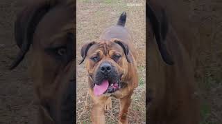 3 Perros Con la apariencia más Imponente!💥😨 #shorts #dogs