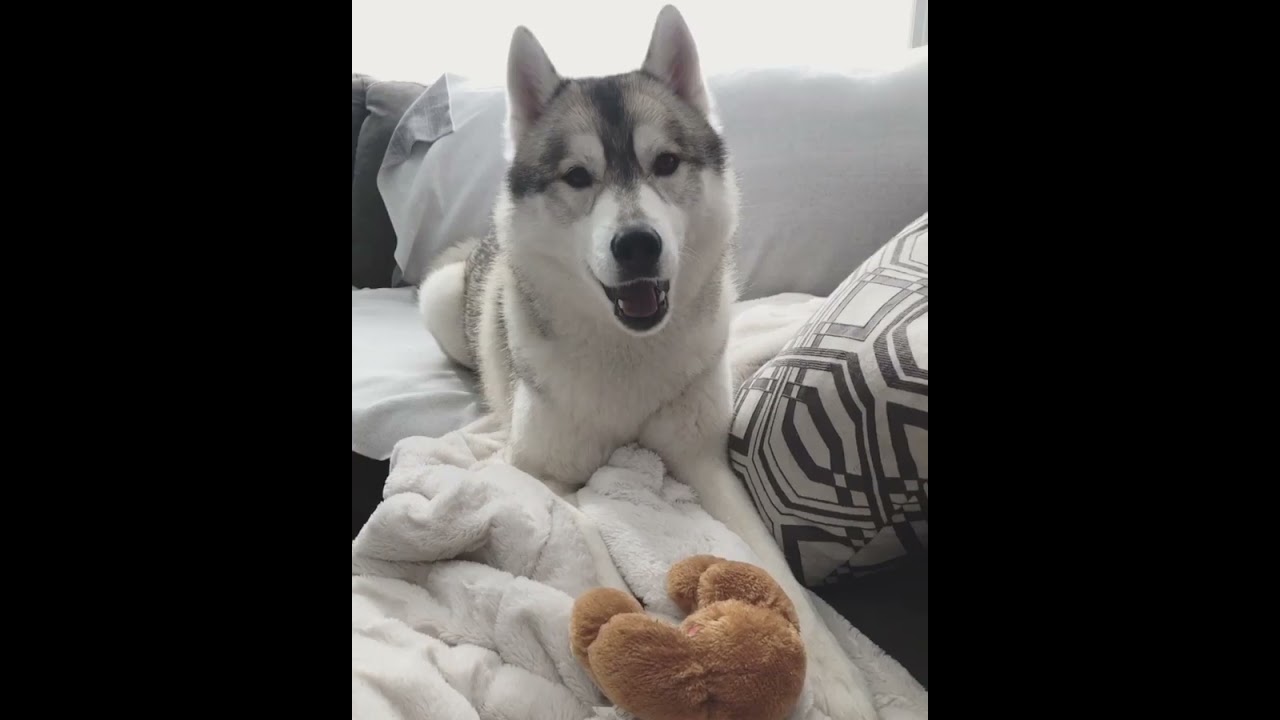 Drama queen of the year | Funniest husky | 