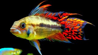 best small tropical fish tank