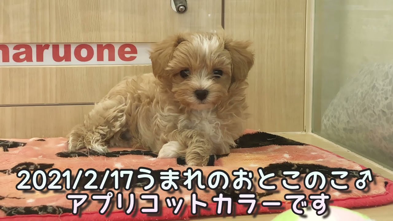 Mix犬 可愛いマルプーの男の子 子犬 Youtube Mix犬 可愛いマルプーの男の子 子犬 Youtube