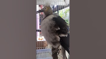 jalak hongkong ngomong lucu