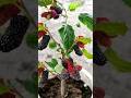 Secret way to propagate mulberry trees in bottles #mulberries #plants