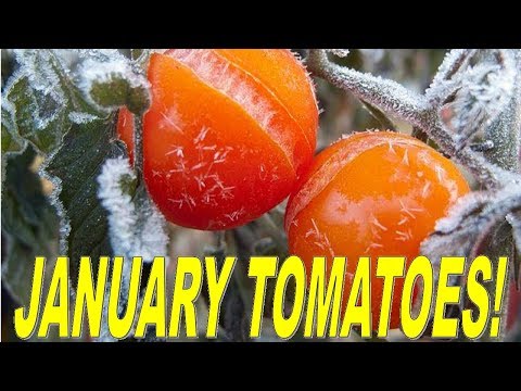 Video: Tomato Podsinskoye zázrak: popis odrůdy, fotografie, recenze