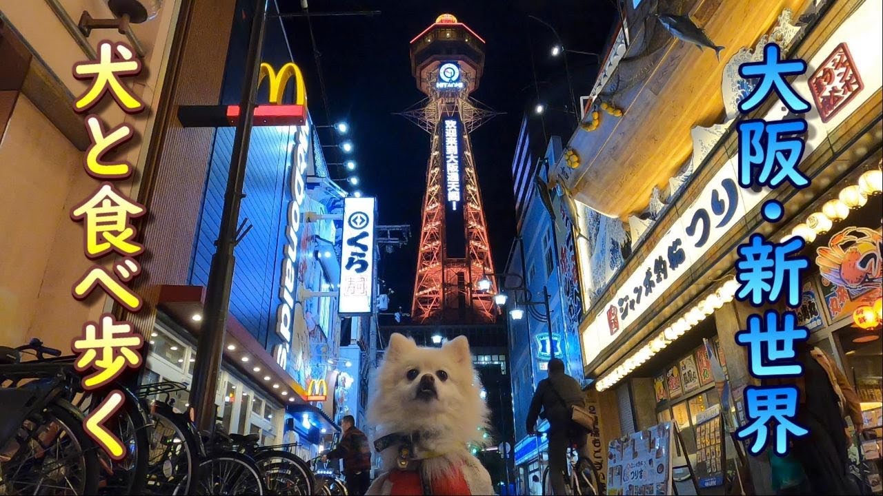 【犬旅】ムツオ、大阪に参上。道頓堀を歩き、新世界で串カツを食べ、星野リゾートOMO７大阪で豪華な夜を過ごす【大阪編】