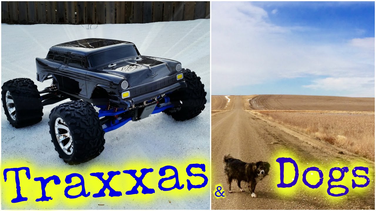 Dogs chasing Remote Control Truck over Jumps YouTube