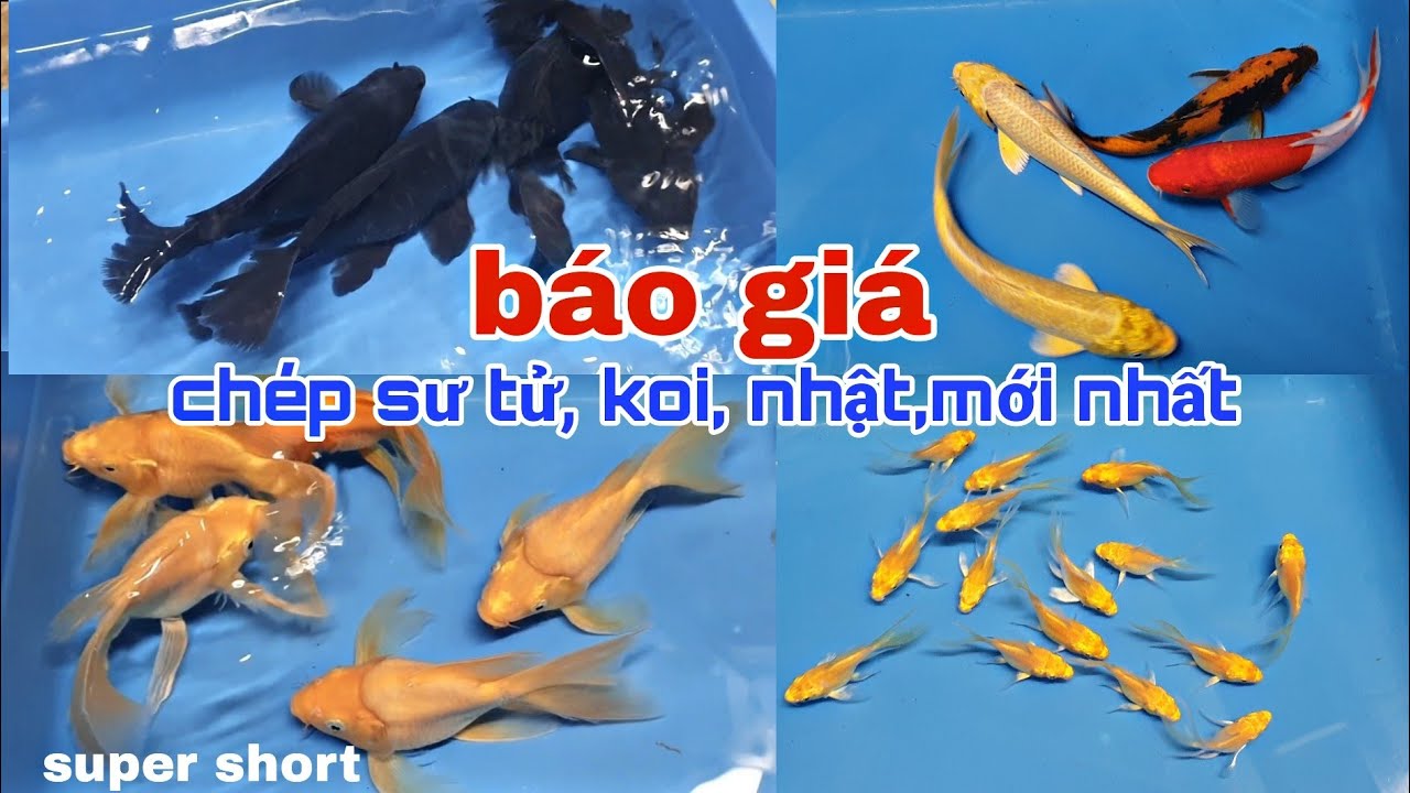 BÁO GIÁ CHÉP SƯ TỬ, KOI, KOI BƯỚM, NHẬT  MỚI NHẤT. 