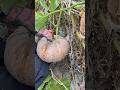 Harvesting A Giant Pumpkin