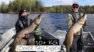 10 KG + Gädda och vinner deltävlingen! 2 meter + GÄDDOR! by Lentalure 1,323 views 1 year ago 10 minutes, 46 seconds