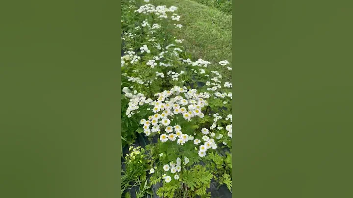 Gorgeous Feverfew, Cut Flower Garden| Flower Farm