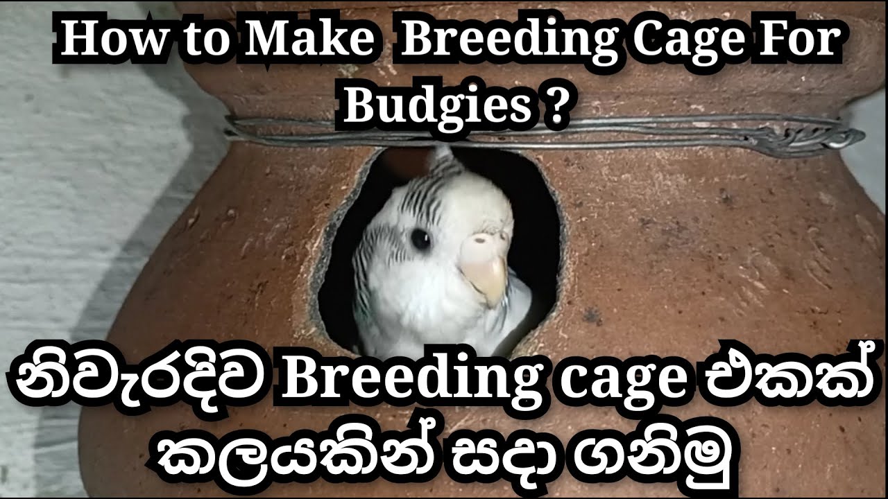 How to make breeding cage for Budgies | Love Birds | නිවැරදිව Breeding cage එකක් කලයකින් සදා ගනිමු