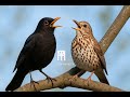 صوت شحرور وسمن للصيد المحترف Turdus Song Thrush سمن Tordo Birdsounds صوت السمن شحرور 