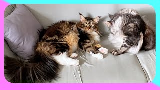 Discover our Maine Coon between Cuddles and Softness  : Sherkan & Shippie, a Unique Tenderness !