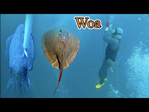 Video Lặn Biển Tại Điểm Mũi La Gàn Bắt Được Nhiều Hải Sản |... - youtube
