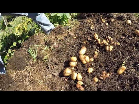 Video: Metodo Di Coltivazione Di Patate Sotto La Paglia, Recensioni Di Giardinieri + Video