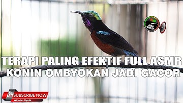 TERAPI KONIN PALING EFEKTIF DENGAN TERAPI AIR DAN SUARA ASMR ALAM AGAR KONIN CEPAT GACOR