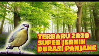 Suara Burung Mozambik Gacor Durasi Panjang - Guru Vokal Burung Juara