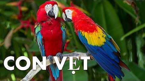 Con vật và tiếng kêu | dạy bé học nói qua hình ảnh tiếng kêu Con vẹt | dạy trẻ thông minh sớm