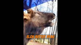 Der Elch bat um Hilfe, um den Pfau zu retten #tier #tiere