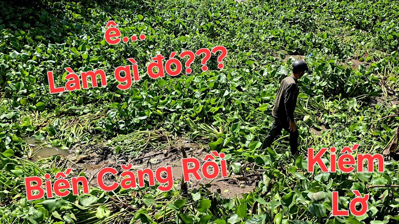 Có biến khi thăm luồn lờ cá cùng đồng nghiệp. Phải cuốn hết lờ về luôn | Săn bắt SÓC TRĂNG |