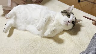 My slightly overweight cat asks for treats while lying down. by ひのき猫 24,990 views 3 weeks ago 6 minutes, 39 seconds