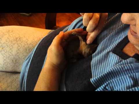 Squirrel Shakes Foot