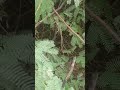 Rare Chameleon Spotted today in the morning. Birds Voice. Birds Singing. Forest  protect wildlife