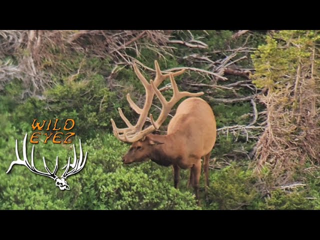 HUGE 6X8 BULL ELK in VELVET