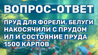 Обслуживание и создание прудов. Вопросы по эксплуатации, рыбоводству и строительству