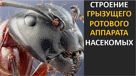 9. Строение грызущего ротового аппарата насекомых