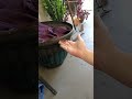Hand Feeding Brown Anoles #shorts