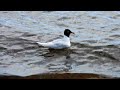 Mediterranean Gull adult, Victoria Park, Arbroath