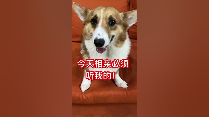 【柯铭】《論當代狗狗的審美觀》#萌宠记录 #萌宠生活 #狗狗 #shorts