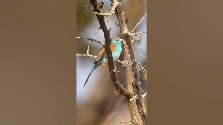 Video 11275481: fall forest, beautiful forest, cat falls, cat love