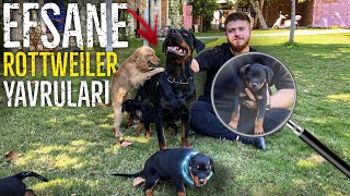 Rottweiler Yavrularımız Doğdu - Sahiplendirilecektir ÇOK TATLILAR 🥰