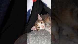 Bernie has demands. Penny has already left. | wobbly cat