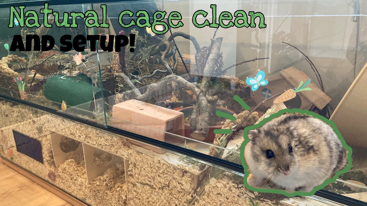 Stunning Quick And Easy Hamster Cage Cleaning Routine image
