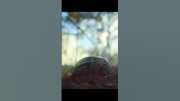 He was planning for the worst but always helped many animals without even realizing it #wildlife