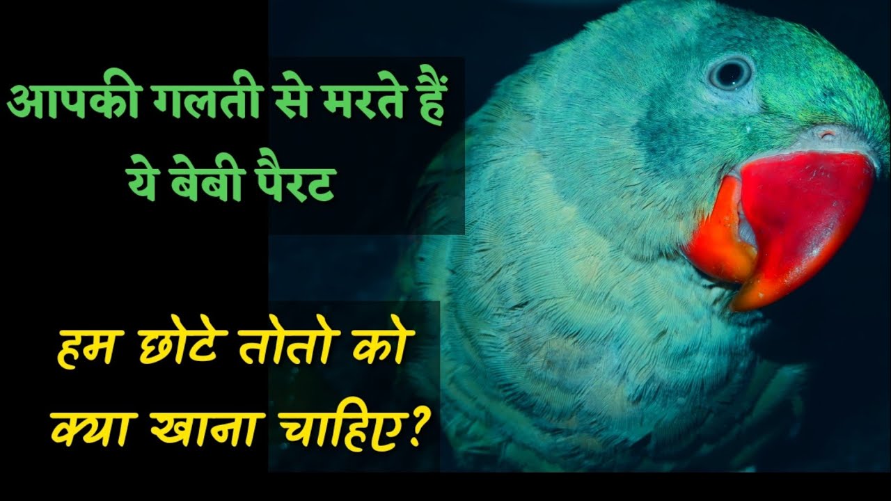 हम छोटे तोतो को क्या खाना चाहिये Healthy food for Baby parrots YouTube