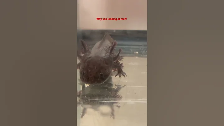 Why you looking at me