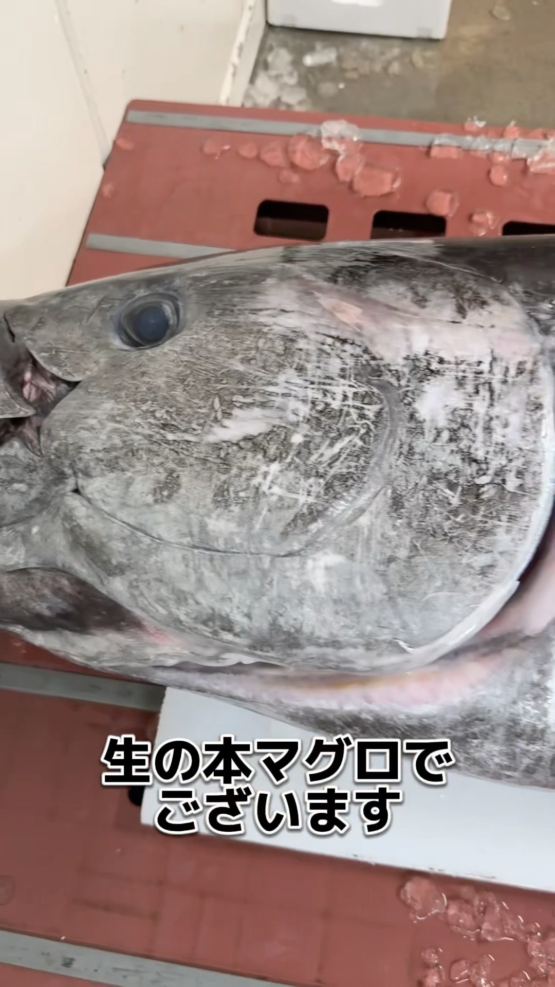 まぐろページ Fresh tuna from Aomori Prefecture! Let's fillet it! Posted