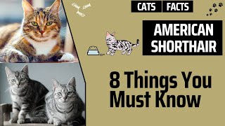 American Shorthair: What You Need To Know About