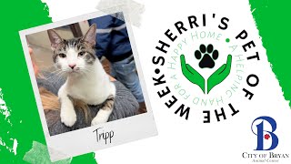 Pet of the Week Tripp